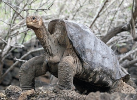 George din Galapagos isi salveaza specia de la disparitie