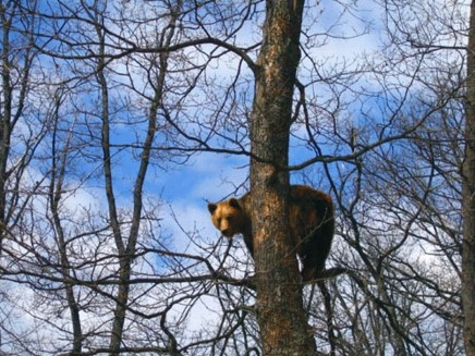 Rezervatia de ursi de la Zarnesti, deschisa publicului