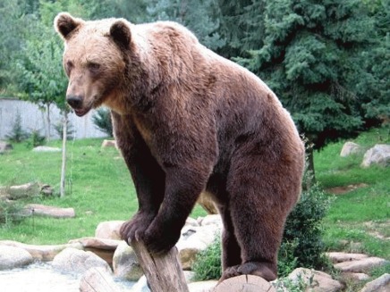 Carla Bruni apara ursii din Pirinei