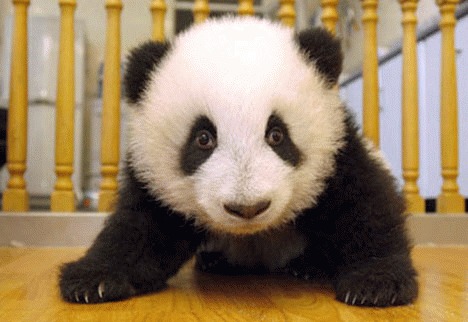 Primul urs panda nascut anul acesta in SUA