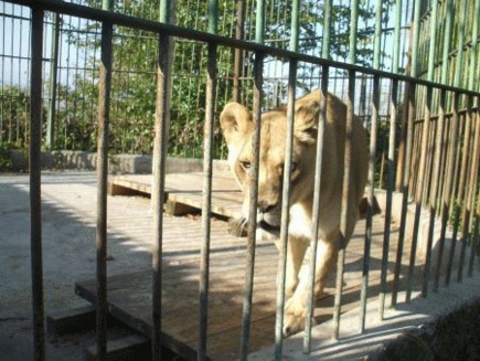 Leoaica de la Zoo Buhusi va fi operata de un englez