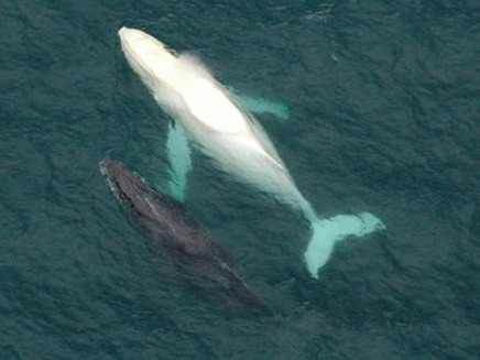 Balena alba este pe cale de disparitie