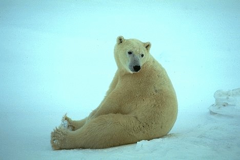 Ursul polar care face surf
