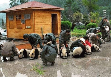 Foamete si boli pentru ursii panda din China