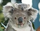 Telefoanele mobile trag cu urechea la ursii koala
