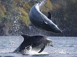 Spectacol de acrobatie cu delfini pe coasta Scotiei 