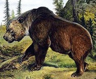 Ursul de pestera vegetarian a murit de foame in timpul Epocii de Gheata