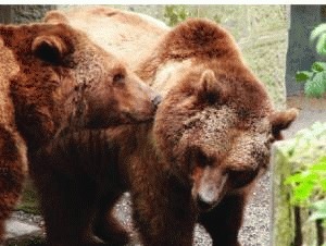 Rezervatia de ursi de la Zarnesti, pe canalul Animal Planet