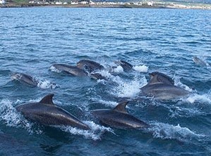 Cel mai mare grup de delfini surprins de observatori 