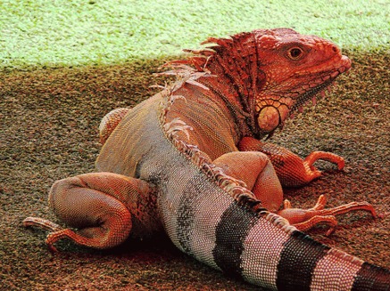 Iguana roz milenara descoperita de curand in Galapagos 