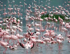 Documentar extraordinar Disney pentru protejarea flamingilor