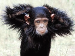 Puii de cimpanzei pot fi mai inteligenti decat bebelusii 