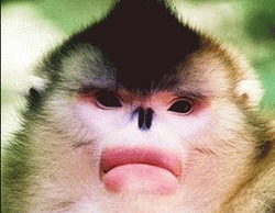 Populatia maimutelor rare cu nasul carn din China s-a triplat 
