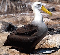 O viata mai buna pentru albatrosi