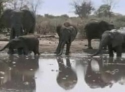 Elefantii divulga noi trucuri de adapare cu ajutorul trompei 