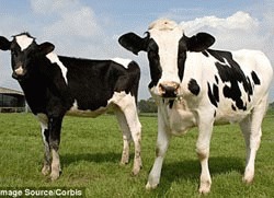 Vacile care mananca ulei de peste emit mai putin metan 