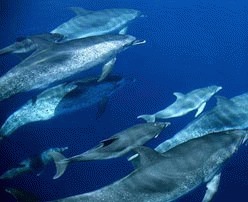 Delfinii asurzesc din cauza sonarelor militare