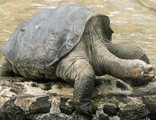 Reptilele rare din Galapagos sunt amenintate de bolile aduse de turisti