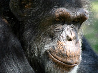 Cimpanzeii rad ca oamenii cand sunt gadilati