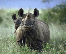 Braconajul continua sa rareasca rinocerii din Zimbabwe
