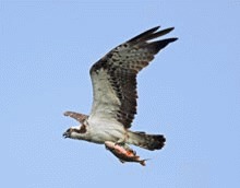 Vulturii pescari se intorc in Anglia dupa 200 de ani
