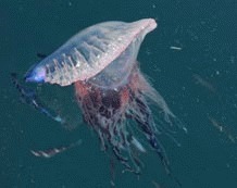   Invazie de meduze intepatoare pe plajele Spaniei