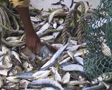   Subventii de miliarde de euro au incurajat pescuitul excesiv