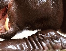   Hipopotam pigmeu nascut in Scotia