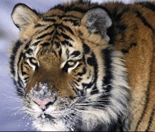 Tigrii Amur sunt "in pana" genetica