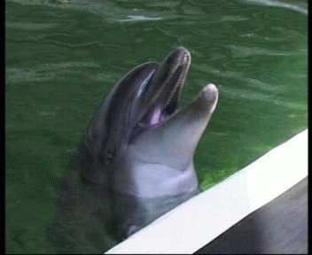 Delfinul Mark, singurul din Complexul de Stiinte ale Naturii Constanta, a murit la 31 de ani