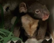 O femela koala a nascut pui gemeni intr-un parc zoo din Australia