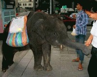  O viata noua pentru elefantii din Bangkok 