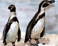 Pinguinii de Patagonia, atractia Delfinariului
