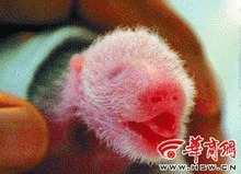   Gemeni panda nascuti prin inseminare artificiala
