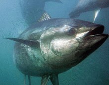   UE sprijina interzicerea pescuitului de ton