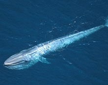 Balenele albastre surzesc
