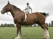   Cel mai inalt cal din lume?