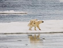 Un pui de urs polar sta pe spatele mamei, dupa ce i-au inghetat labutele
