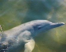 Constructia unui pod ameninta populatia de delfini din China