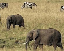   Elefantii africani risca sa dispara in 15 ani