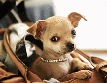   Chihuahua de contrabanda ascuns in bagaj