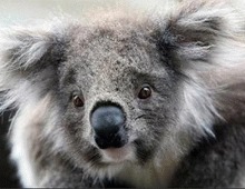 Ursii koala dispar in 30 de ani