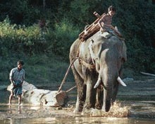 National Geographic documenteaza starea elefantilor de povara din Myanmar