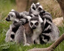 Mafia lemnului ameninta lemurii din Madagascar