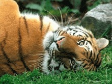 Declin drastic al populatiei de tigri siberieni