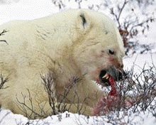 In lipsa hranei, ursii polari recurg la canibalism