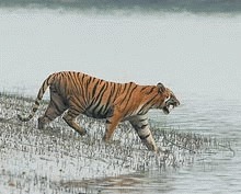 Tigrii de Sundarbans ar putea muri inecati din cauza schimbarilor climatice