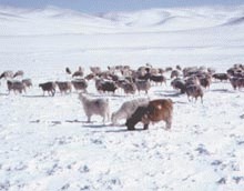 Frigul a ucis 1,7 milioane de animale in Mongolia