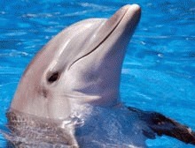 Delfinii si oamenii sufera de maladii similare