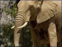 Limbajul secret al elefantilor